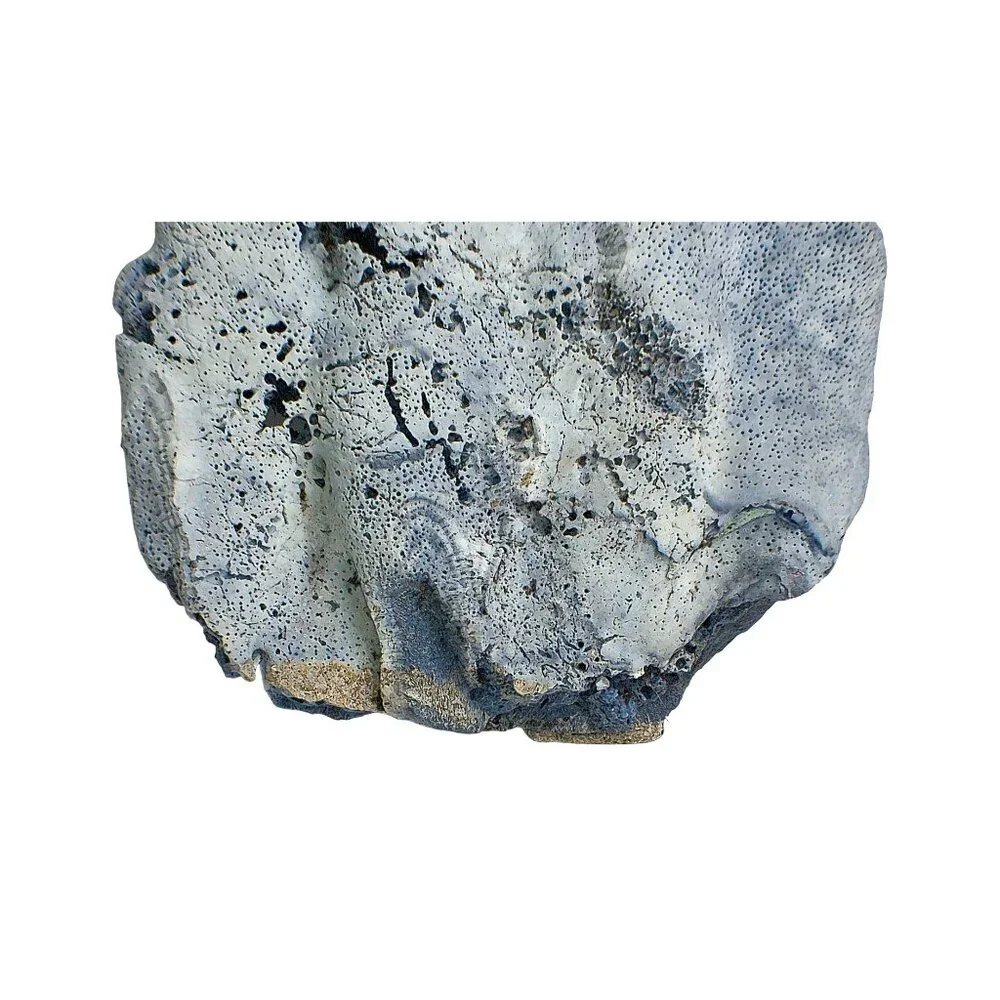 Massive Rare Blue Ridge Coral Specimen Heliopora Coerulea